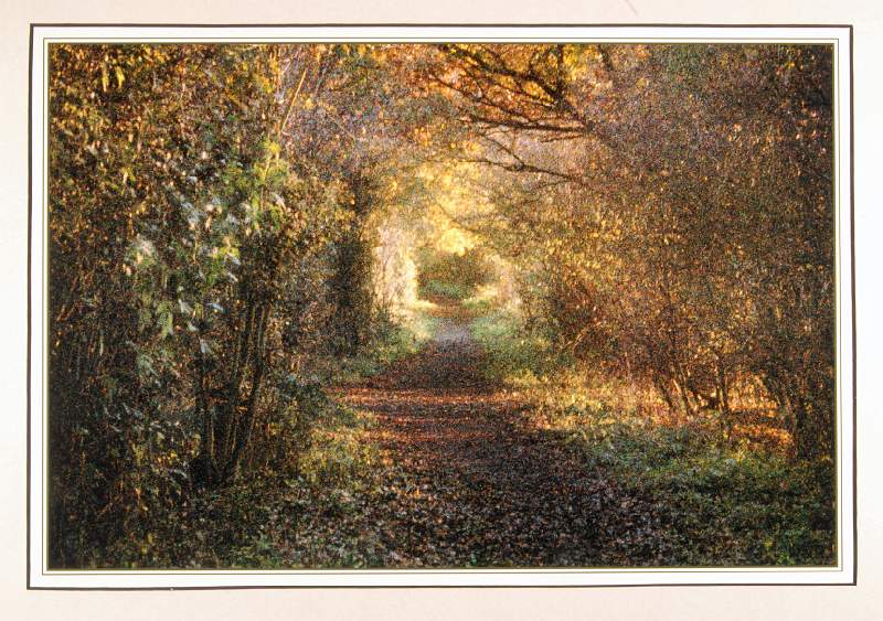 Woodland Avenue by Barry Freeman.JPG